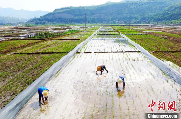 图为水稻田里忙碌的农民。(无人机照片) 张晓峰 摄