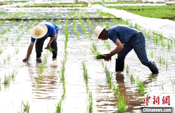 图为水稻田里忙碌的农民。　张晓峰 摄