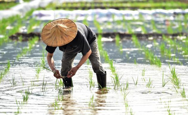 图为水稻田里忙碌的农民。　张晓峰 摄