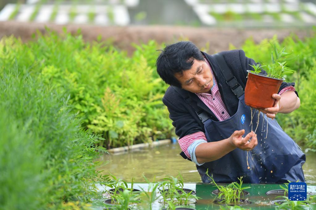 天博电竞入口“水上种植”助农增产增收(图3)