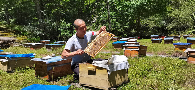 广元青川：9.6万蜂群进入酿蜜期 “甜蜜