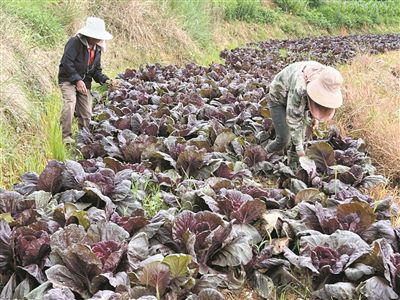 普洱市墨江县：蔬菜园里盛产紫色“稀奇菜”