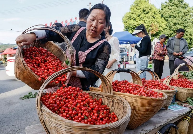 今年樱桃成熟季，大量客商、游客到当地采购、采摘。纳雍县委宣传部供图