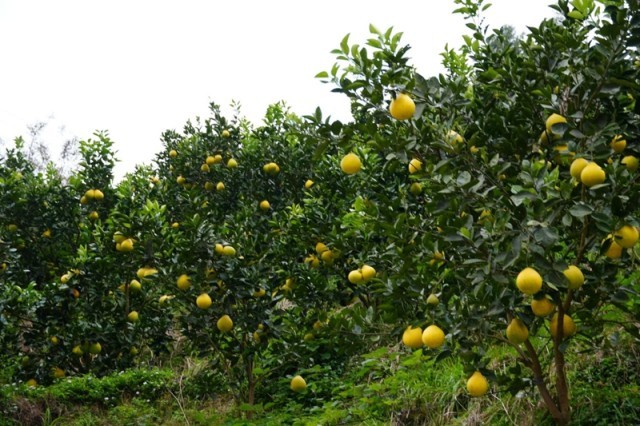 连片的柚树郁郁葱葱.jpg