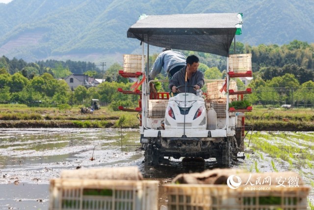 老季驾驶着插秧机，在田间插秧。人民网记者 张俊摄
