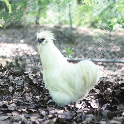 泰和乌鸡