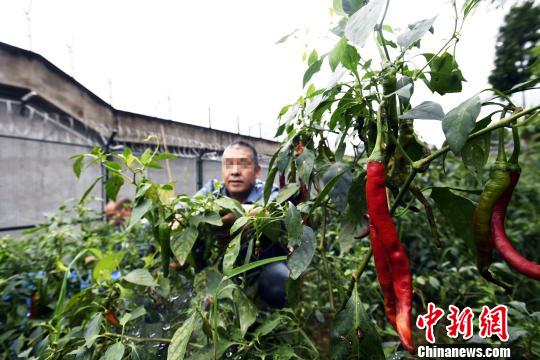 高墙内的农庄四川省雅安监狱服刑人员生态农庄