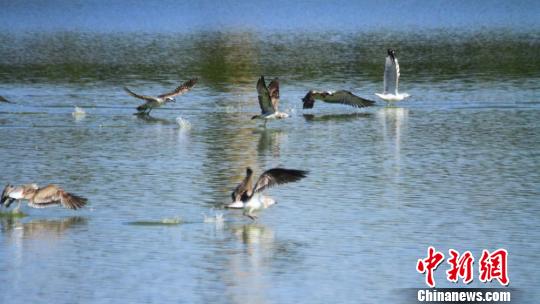 图为一群鸥鸟在水面上展翅嬉戏。　陈礼 摄