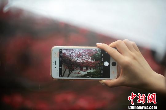 图为游客拍摄枫叶美景。　孟德龙　摄