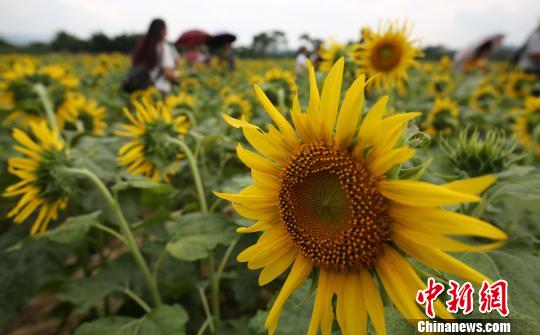 9月26日，在广西融水苗族自治县和睦镇古顶村半岛葵花园，游人在葵花中游玩。　龙林智　摄