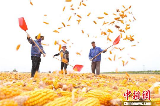 图为9月25日，农民正在晾晒玉米。　王将 摄
