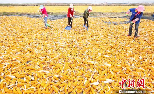 甘肃张掖是国家级玉米制种基地，玉米制种种植面积稳定在100万亩。　王将 摄