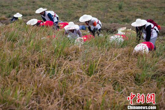 民众在稻田内参与割稻比赛。　泱波 摄