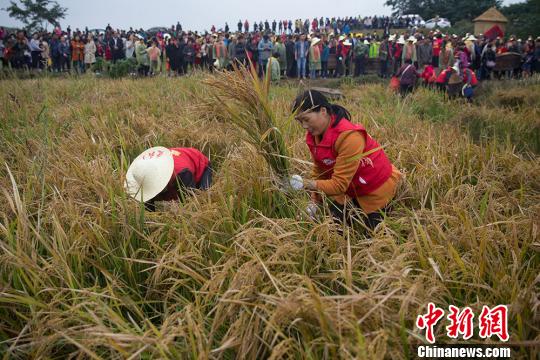 民众在稻田内参与割稻比赛。　泱波 摄