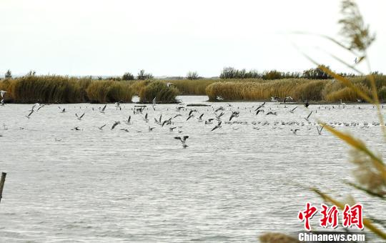 新疆艾比湖湿地迎迁徒候鸟