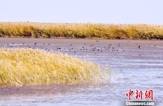 图为野生鸟类在艾比湖湿地内戏水、觅食。　白雪 摄