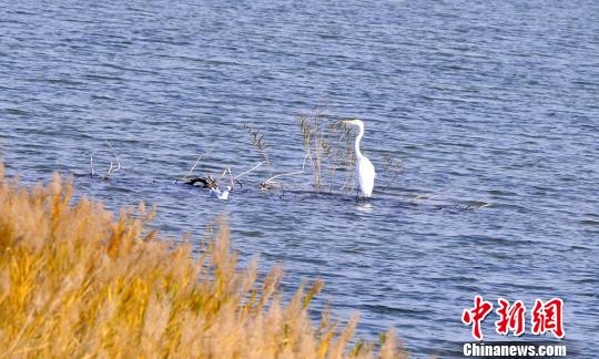 图为白鹭在艾比湖湿地觅食。　秦桂莲 摄