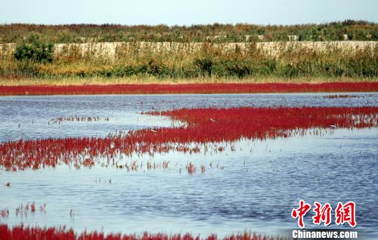 图为野生鸟类在艾比湖“红海滩”觅食。　白雪 摄
