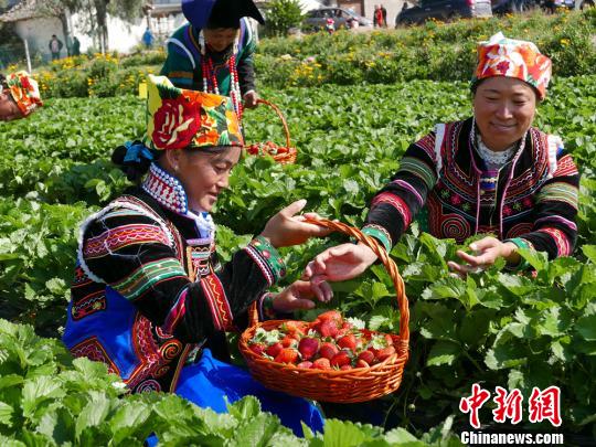 彝族女性正在采摘草莓。　彭先铃 摄