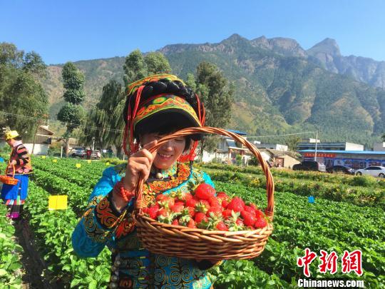 彝族姑娘展示她采摘的草莓。　邹立扬 摄