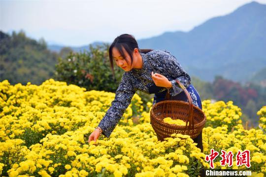 “最美乡村”江西婺源满山遍是“黄金菊”
