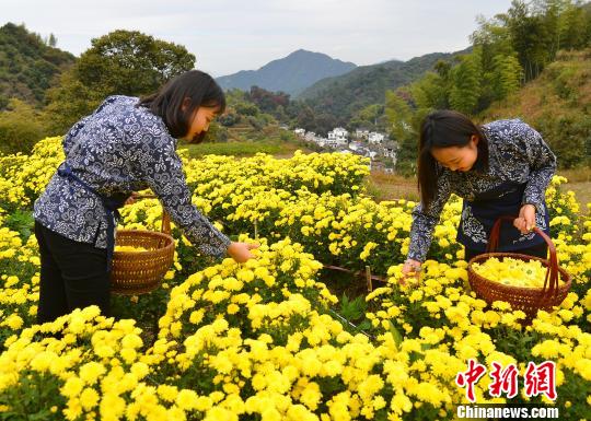 近年来，婺源县利用当地良好的生态环境优势，大力发展可做茶饮品的有机皇菊产业。　程新德　摄