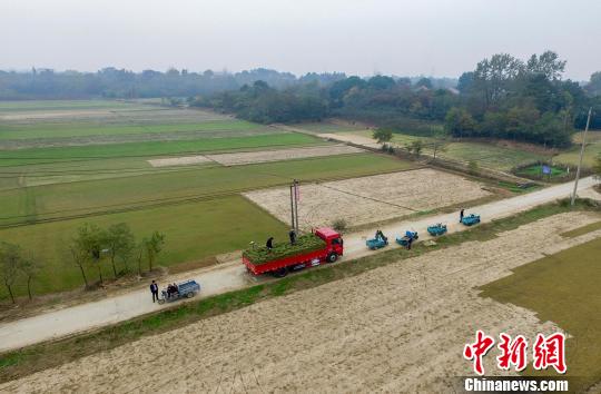 村民在打包装运，一片繁忙景象。　钟学满　摄