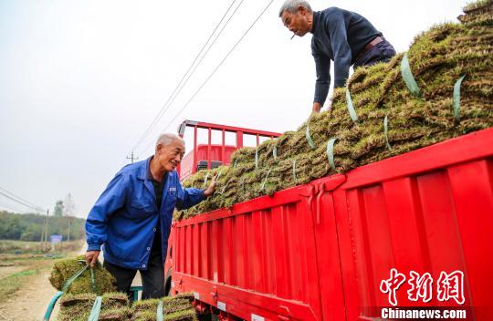 草皮丰收，农民笑开颜。　钟学满　摄