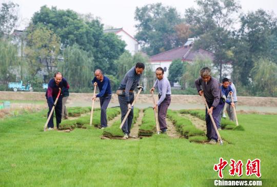 农民在收割草皮。　钟学满　摄