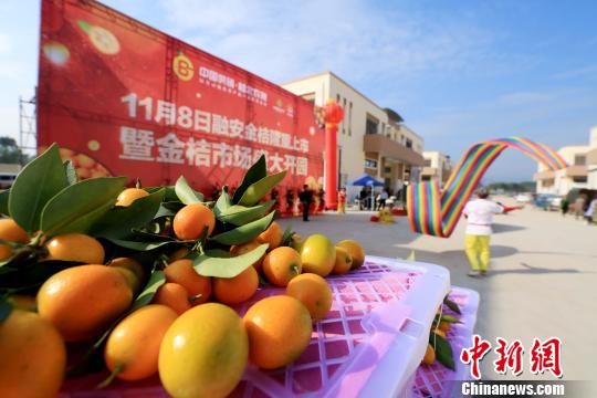 11月8日，广西融安县中国供销桂北农产品电商园的金桔开市现场 谭凯兴 摄