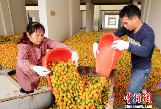 11月8日，在广西融安县中国供销_桂北农产品电商园，工作人员将包装好的金桔装车，准备外销。　谭凯兴 摄