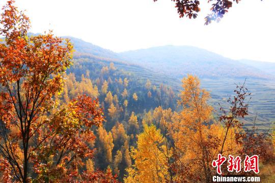 定西岷县境内的乡村秋景。　马万安 摄