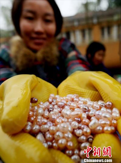 图为一位农妇展示取出的一颗颗珍珠。　徐声高　摄