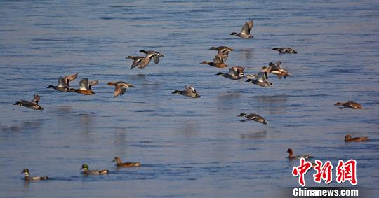 图为12月12日，河南孟津黄河湿地自然保护区，水面活动的罗纹鸭、赤颈鸭群。　冯豫山 摄