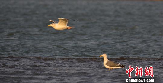 图为12月12日，在河南孟津黄河湿地自然保护区，栖息的银鸥。　冯豫山 摄