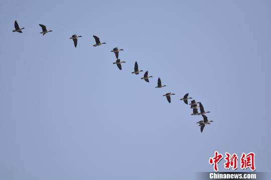 图为12月12日，河南孟津黄河湿地自然保护区的上空，冬候鸟豆雁结队活动。　冯豫山 摄