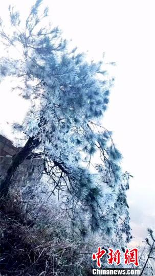 图为树木冰晶缠绕，美轮美奂。　云天　摄