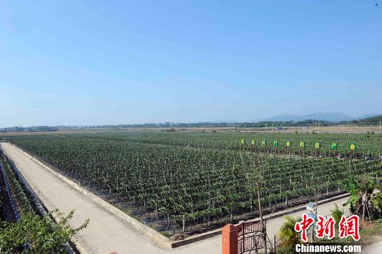 火龙果种植业是钦州当地的扶贫产业。　蒋雪林　摄