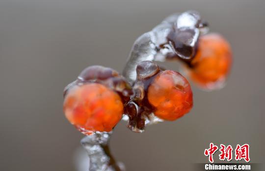 小刺莓被冰覆盖。　龚普康　摄