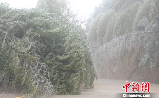 1月29日，福建长汀县四都镇乌泥村满上的竹子全部被出现覆冰。　袁鸿梅 摄