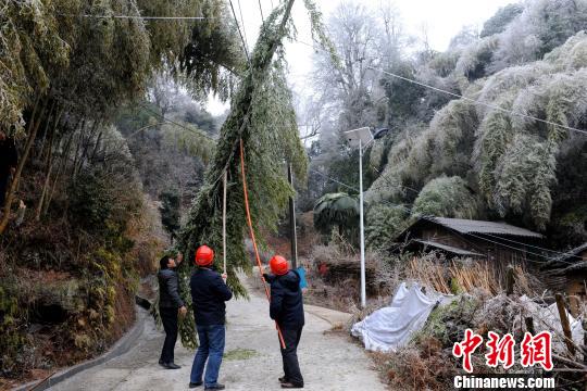 1月29日，福建长汀县四都镇乌泥村，长汀供电公司抢修人员正在清理压倒在线路上的毛竹。　袁鸿梅 摄