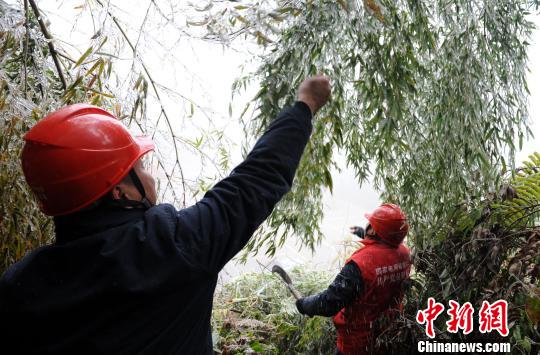 1月29日，福建长汀县四都镇乌泥村，长汀供电公司抢修人员正在砍伐毛竹，确保电网稳定运行。　袁鸿梅 摄