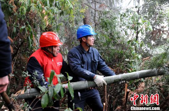 1月29日，福建长汀县四都镇乌泥村，长汀供电公司抢修人员正在砍伐毛竹，确保电网稳定运行。　袁鸿梅 摄