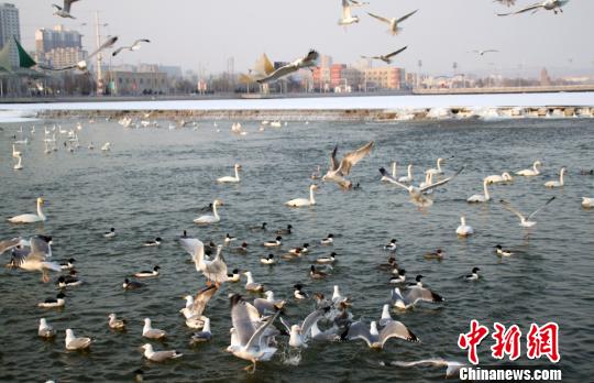 冰雪消融温暖天气唤醒新疆杜鹃河越冬禽鸟