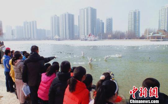 2月5日，市民在杜鹃河畔向越冬禽鸟投喂食物。　杨厚伟 摄