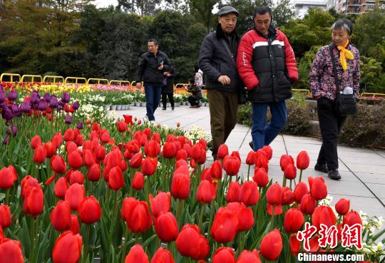 福州温泉公园郁金香花展吸引游客前来赏花。　刘可耕 摄