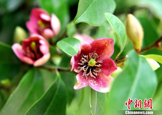 图为3月18日，连城兰花股份有限公司生产基地香妃树盛开着花朵。　张斌 摄