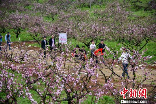 桃花盛开，吸引众多游客踏春赏花。　通讯员 欧阳常海 摄