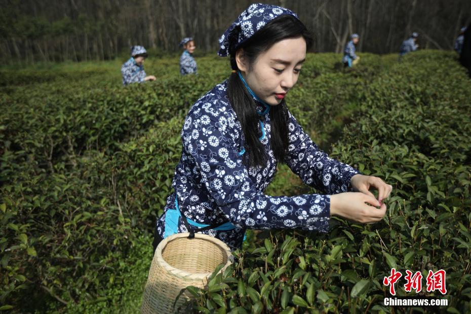 采茶姑娘走进南京中山陵园开采雨花春茶