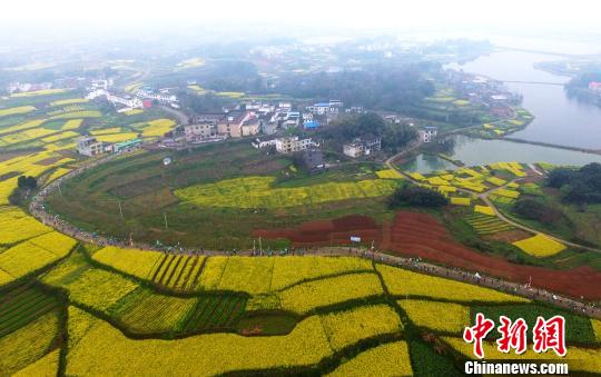 花海里奔跑!航拍江西瑞昌国际乡村马拉松赛